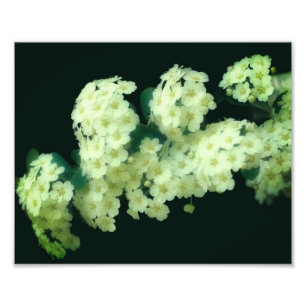 Impression Photo Roses blanches à roulettes sauvages 8x10