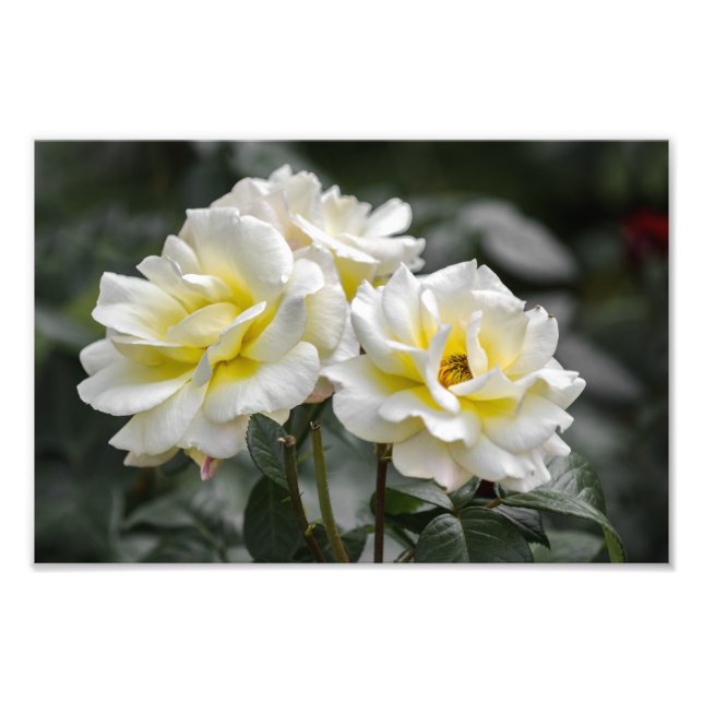 Impression photo Roses blanches Photographie (Devant)
