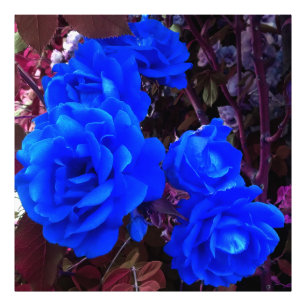 Impression Photo Roses bleu électrique