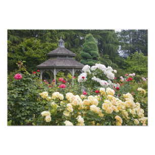 Impression Photo Roses en fleurs et roseraie du belvédère à