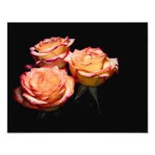 Impression Photo Roses jaunes et roses 1998