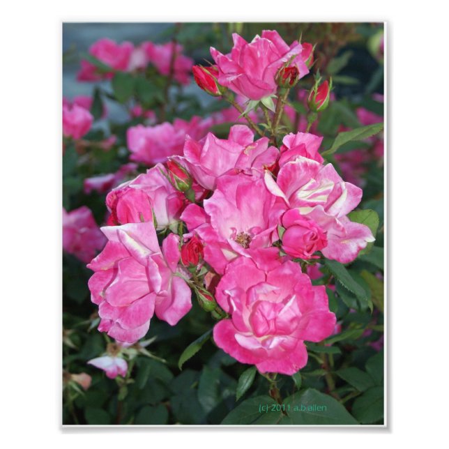 Impression Photo Roses roses I (Devant)