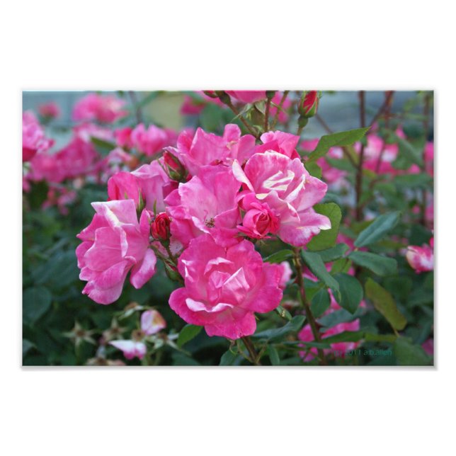 Impression Photo Roses roses II (Devant)