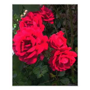 Impression Photo Roses rouges florissantes