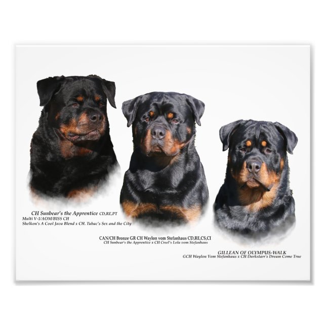 Impression Photo Rottweiler (Devant)