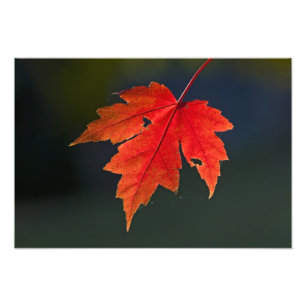 Impression Photo Rouge Acer rubrum) feuille rouge en automne,
