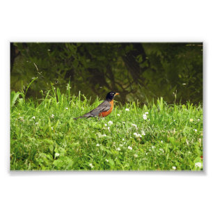 Impression Photo Rouge-gorge dans l'herbe