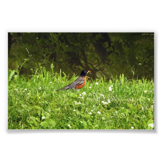 Impression Photo Rouge-gorge dans l'herbe (Devant)