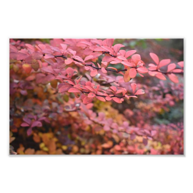 Impression Photo Rouge Orange Chute Feuillage Automne Feuilles Natu (Devant)