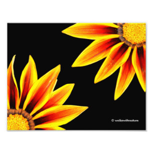 Impression Photo Rouge Orange Kiss Golden Flame Gazanias