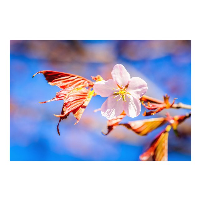 Impression Photo Rouge Sakura bleu ciel (Devant)