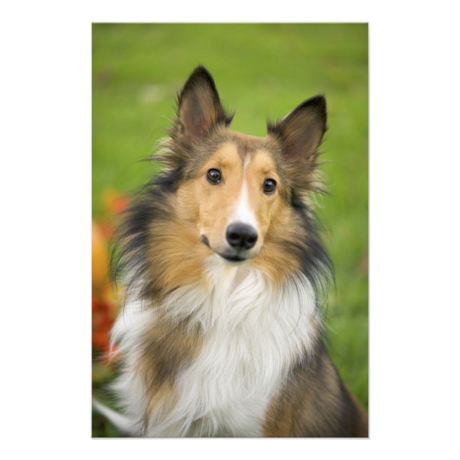 Impression Photo Rough Collie, chien (Devant)