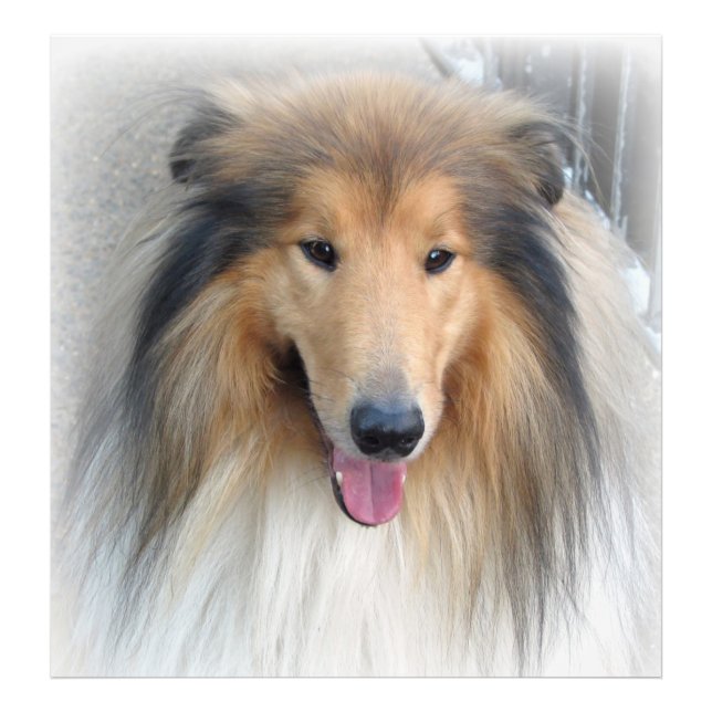 Impression Photo Rough Collie Portrait (Devant)
