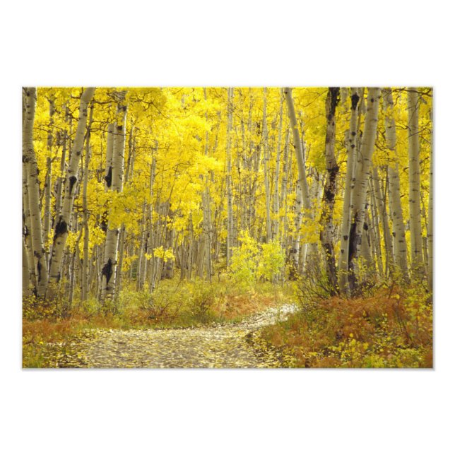 Impression Photo Route avec couleurs d'automne et trembles à Kebler (Devant)