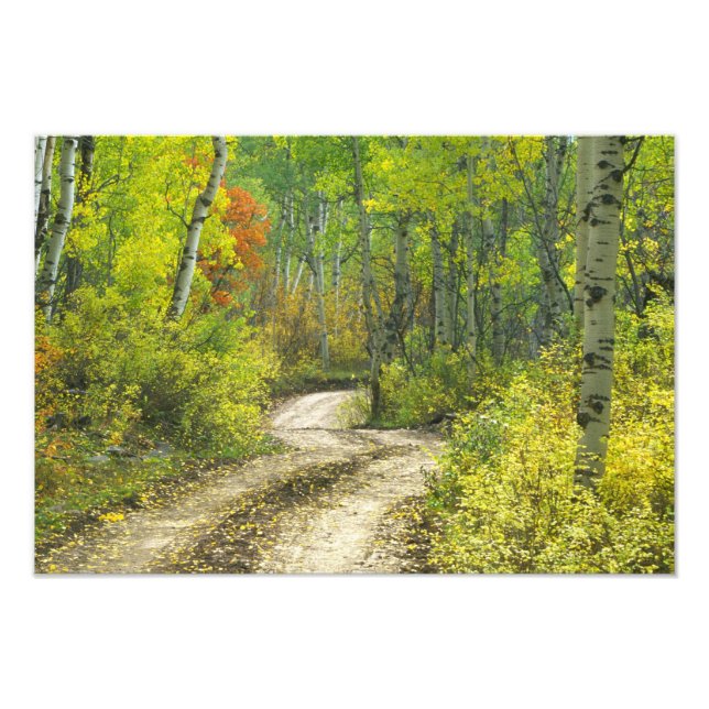 Impression Photo Route avec couleurs d'automne et trembles à Kebler (Devant)