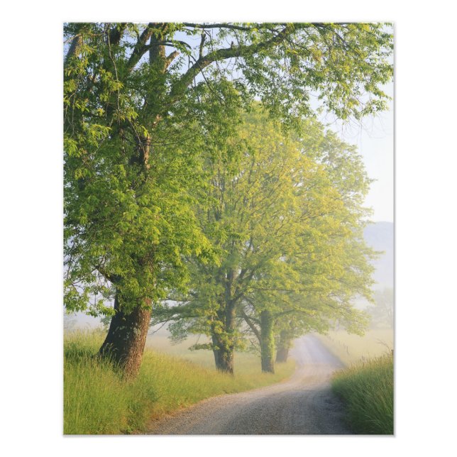 Impression Photo Route couverte de brouillard, Cades Cove, Great Sm (Devant)