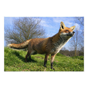 Impression Photo Royaume-Uni, Angleterre. Renard roux (Vulpes vulpe