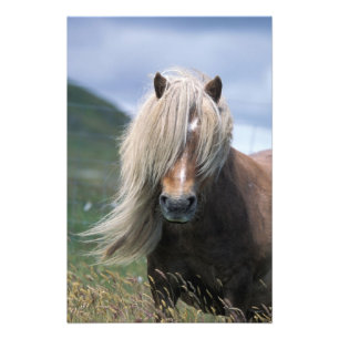 Impression Photo Royaume-Uni, Écosse, îles Shetland, poney Shetland