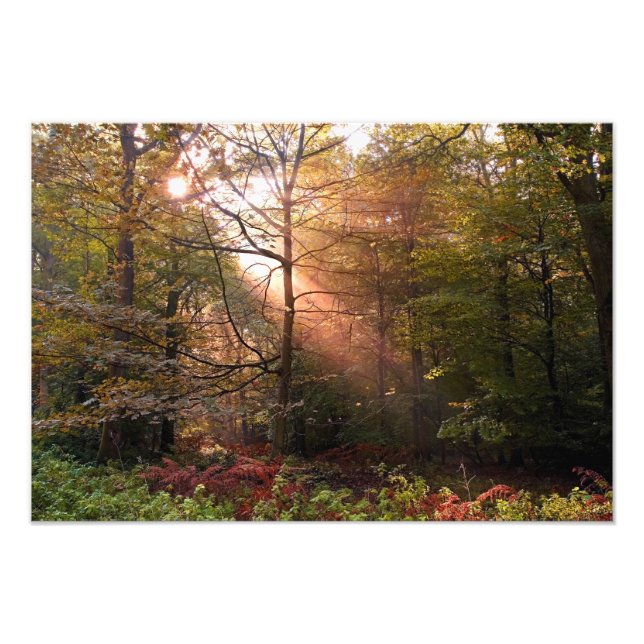 Impression Photo Royaume-Uni. Forêt de Dean. Rayon de soleil pénétr (Devant)