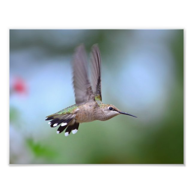 Impression Photo Ruby Throated Hummingbird Flying (Devant)