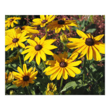Rudbeckias aux yeux noirs 20"x16"