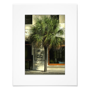Impression Photo Rue de Charleston avec l'arbre de Palmetto