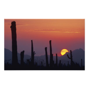 Impression Photo Saguaro Cactus Carnegiea gigantea), coucher du sol