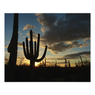 Impression Photo Saguaro Sunset II Arizona