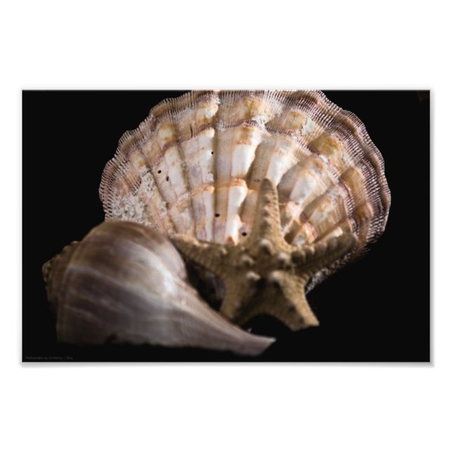 Impression Photo Saint Jacques, Whelk, Etoile de mer (Devant)