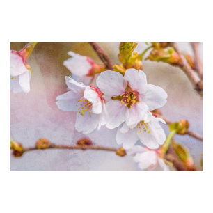 Impression Photo Sakura - Fleur de cerisier japonaise