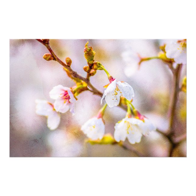 Impression Photo Sakura - Fleur de cerisier japonaise (Devant)