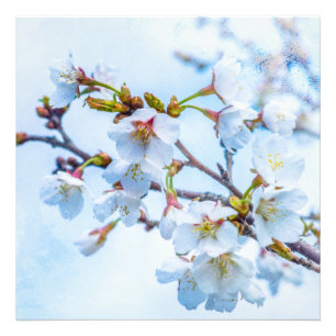 Impression Photo Sakura - Fleur de cerisier japonaise