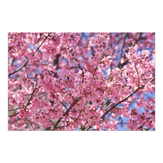 Impression Photo Sakura Pink Cherry Blossom Sky (Devant)