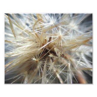 Impression Photo Salsify Seed Puff 10x8