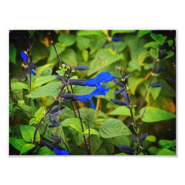 Impression Photo Salvia guaranitica les fleurs noir et bleu (Devant)