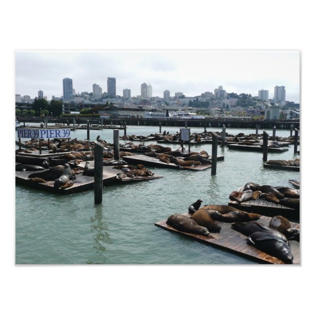 Impression Photo San Francisco et Pier 39 Sea Lions City Skyline (Devant)