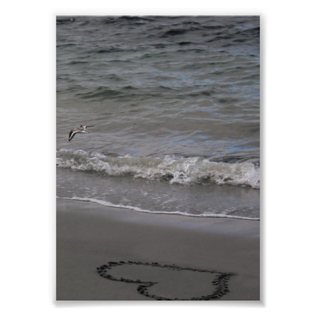 Impression Photo Sandpiper en amour (Devant)