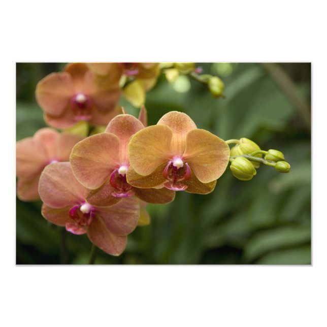 Impression Photo Sanskrit de Singapour pour Lion City). National 2 (Devant)