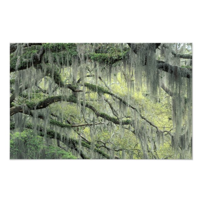 Impression Photo Savannah, Géorgie, arbre de chêne vivant drapé de (Devant)