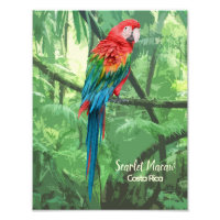 Scarlet Macaw Costa Rica Design