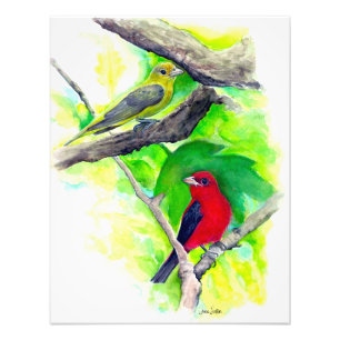 Impression Photo Scarlet Tanagers Oiseaux Aquarelle Peinture