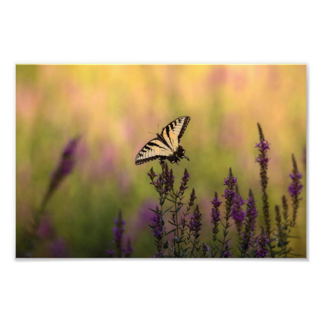 Impression Photo Scène d'été, papillon et Loosestrife (Devant)