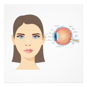 Impression Photo Schéma de l'oeil humain