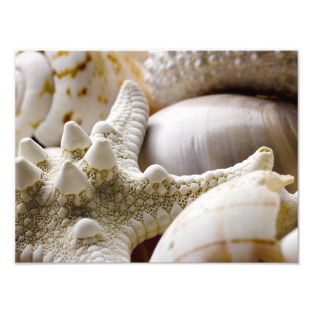 Impression Photo Sea Shell Starfish Arrière - plan - Beach Shells (Devant)