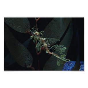 Impression Photo Seahorse