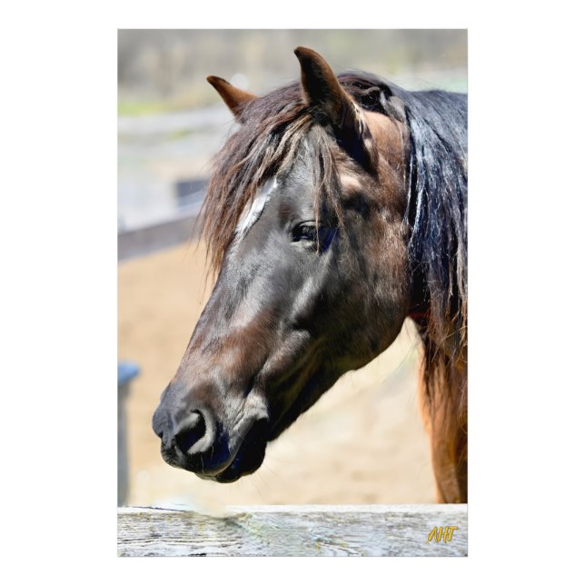 Impression Photo Secourt Cheval AHT (Devant)