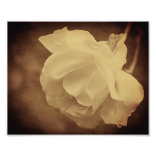 Impression Photo Sepia Rose Avec Raindrops Âgé Vintage 8x10