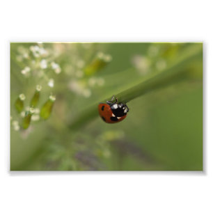 Impression Photo Sept-tache Ladybird