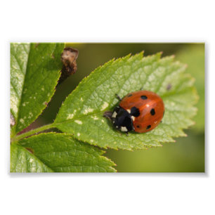 Impression Photo Sept-tache Ladybird
