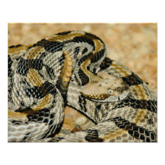 Impression Photo Serpent à sonnette en bois trempé